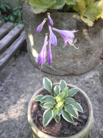 Hosta ´Little Wonder´